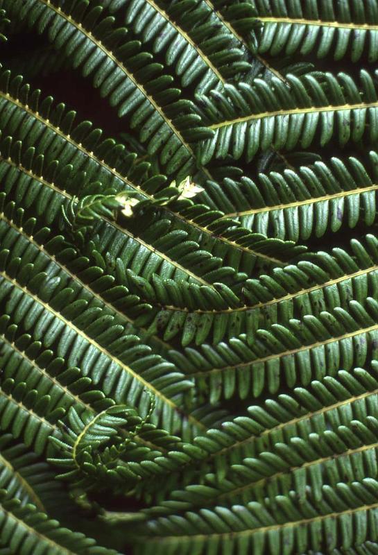 WT 001-21 Hawaii Ferns.jpg